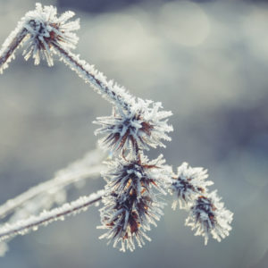 Winterstimmung Close-up gefrorene Gräser mit Raureif Winterstimmung Close-up gefrorene Gräser mit Raureif
